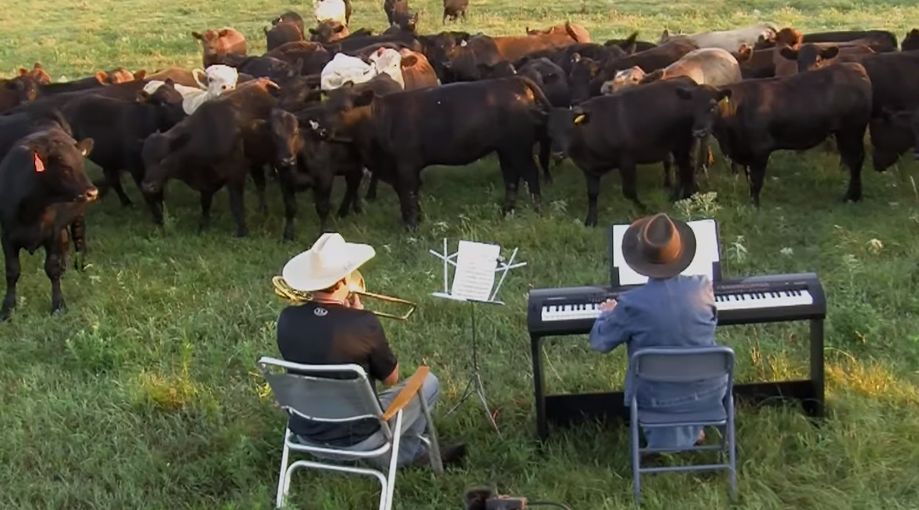 Farmer Derek Uses A Trombone And Piano To Bring In The Cows