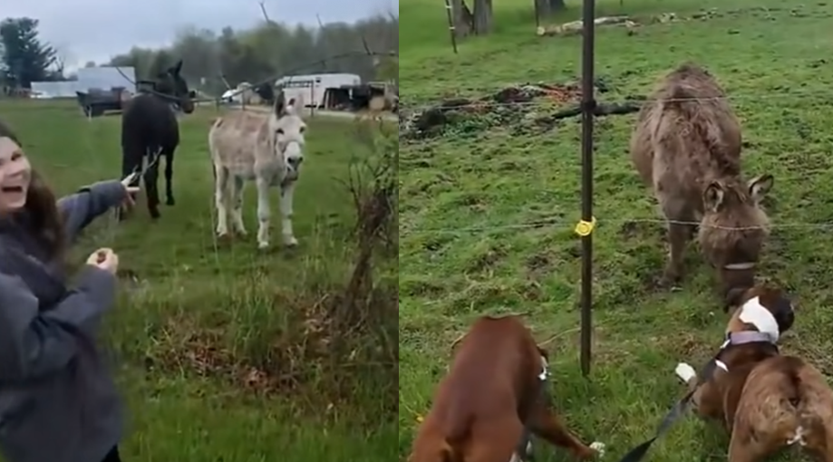 Donkey Laughs At Dog Hit By Electric Fence